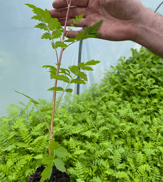 Hand showing a cell grown rowan tree in a polytunnel