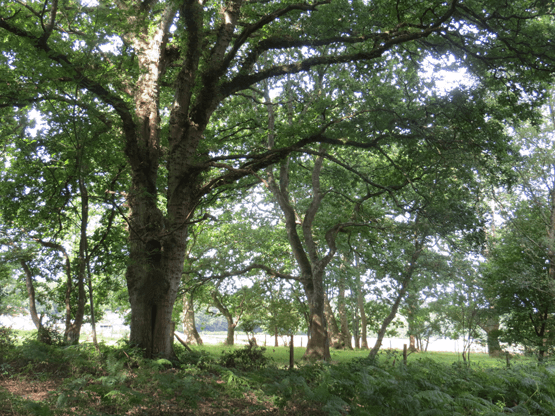 Oak tree at the edge of a woodland