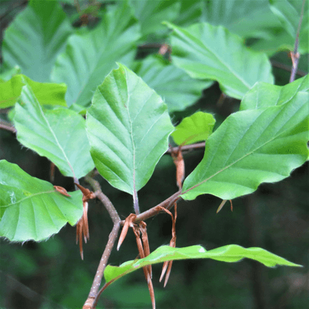 Close up of beech tree leaves