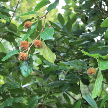 Beech tree leaves with beechnuts
