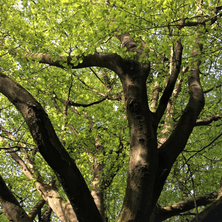 Green canopy of a beech tree in the sun