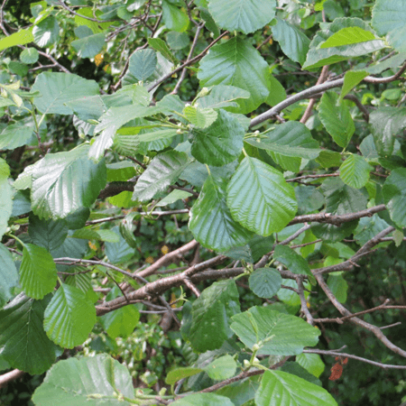 Close up of common alder tree leaves in a woodland