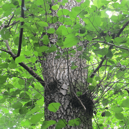 Common alder tree trunk