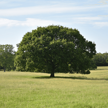 Oak tree in grass field