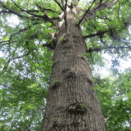 Oak tree trunk in woodland below canopy