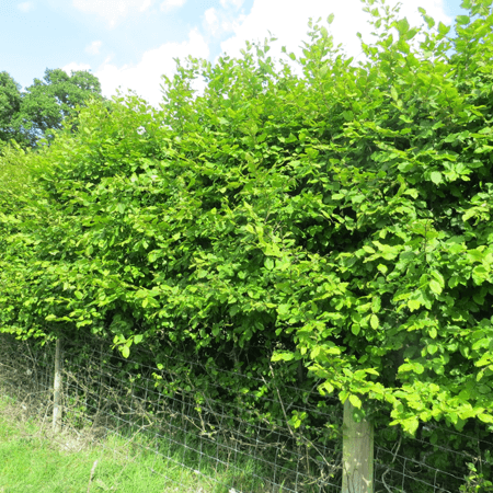 Field hornbeam hedge next to a wire fence