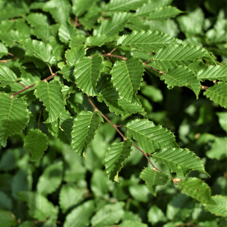 Close up of hornbeam tree leaves