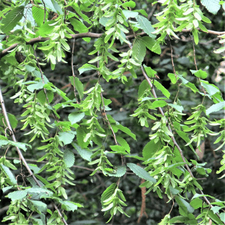 Hornbeam tree seed pods