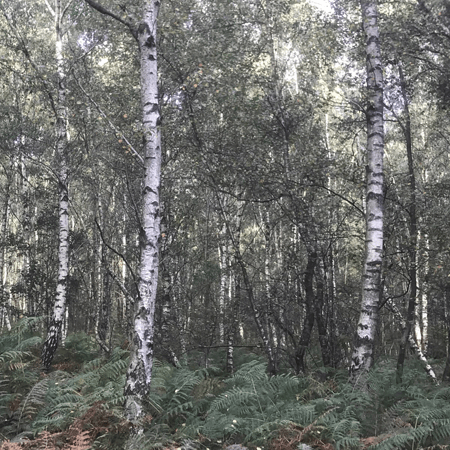 Silver birch trees in a woodland with bracken below