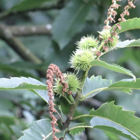 Close up of sweet chestnut tree cupule