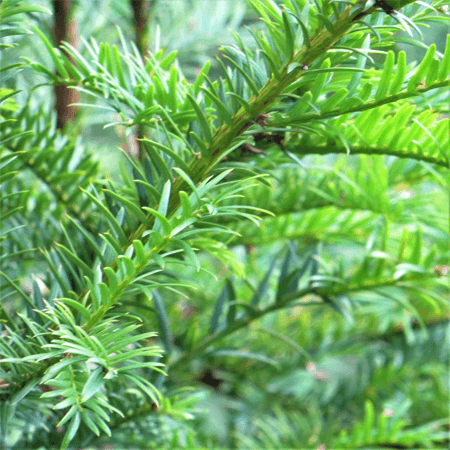 Buy English Yew Trees Online