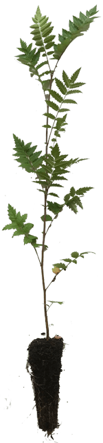Picture of a cell grown Rowan trees